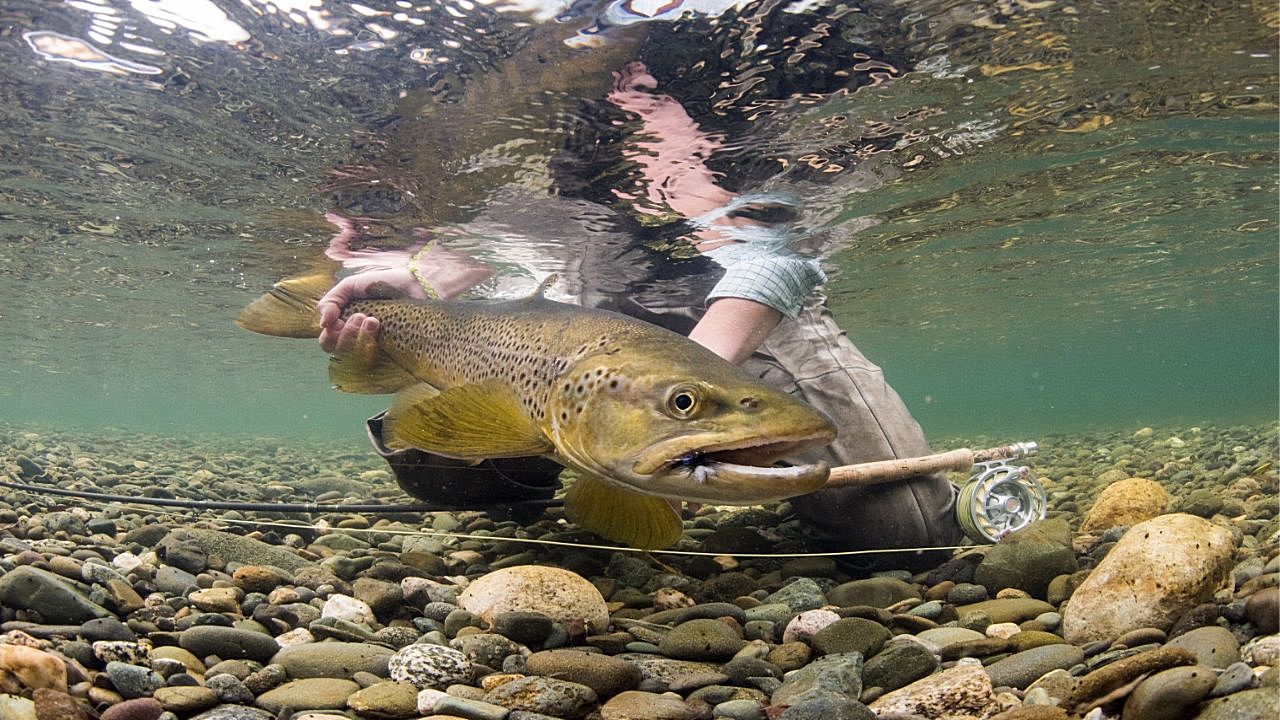 The World of Trout Fishing